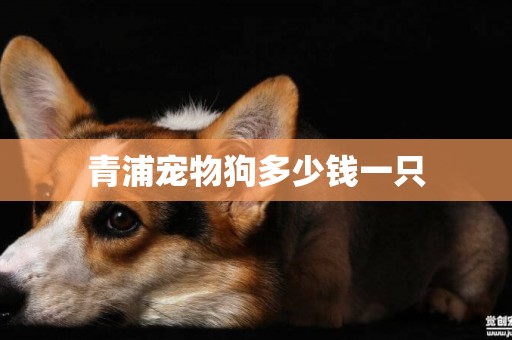 青浦寵物狗多少錢一只