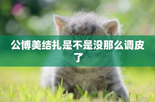 公博美結扎是不是沒那么調皮了