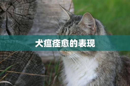 犬瘟痊愈的表現