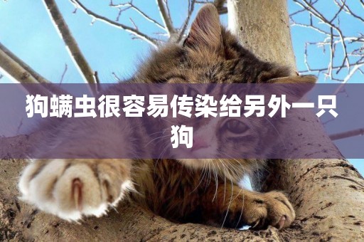 狗螨蟲很容易傳染給另外一只狗
