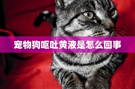 寵物狗嘔吐黃液是怎么回事