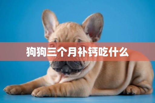 狗狗三個月補鈣吃什么