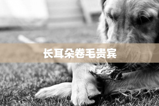 長耳朵卷毛貴賓