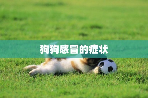 狗狗感冒的癥狀