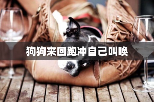 狗狗來回跑沖自己叫喚