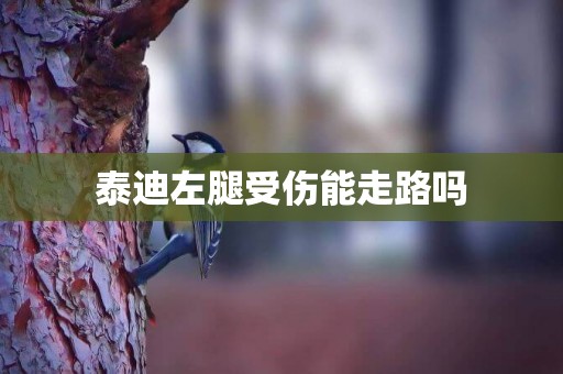 泰迪左腿受傷能走路嗎
