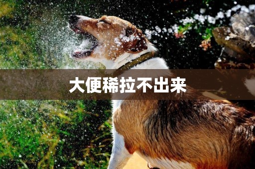 大便稀拉不出來