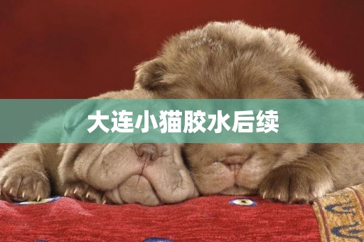 大連小貓膠水后續