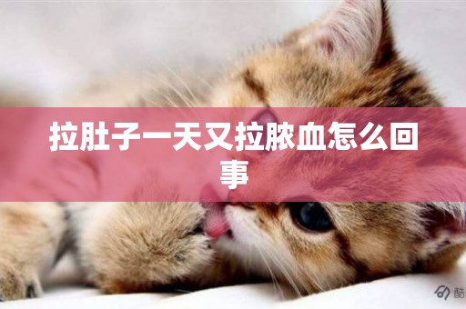 拉肚子一天又拉膿血怎么回事
