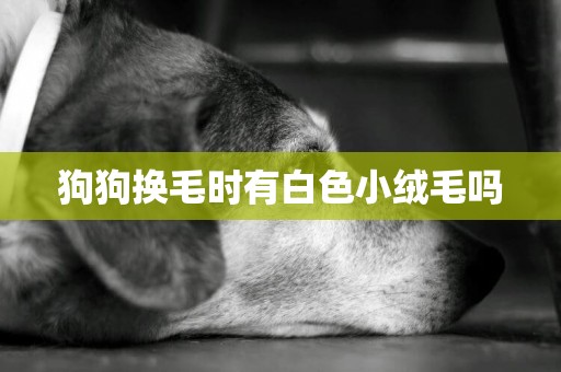 狗狗換毛時有白色小絨毛嗎