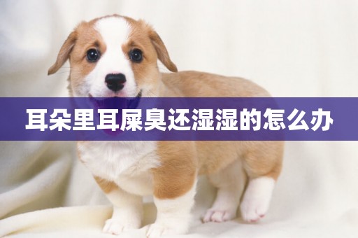 耳朵里耳屎臭還濕濕的怎么辦