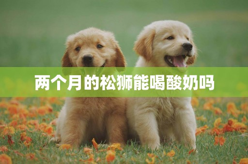 兩個月的松獅能喝酸奶嗎