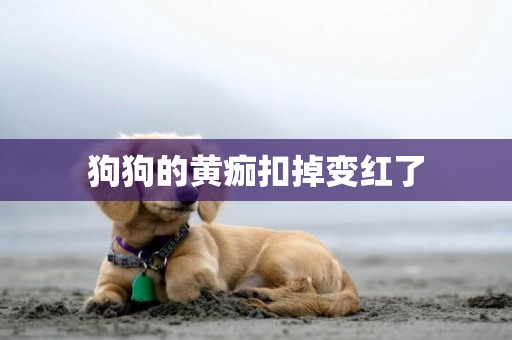 狗狗的黃痂扣掉變紅了