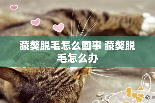 藏獒脫毛怎么回事 藏獒脫毛怎么辦