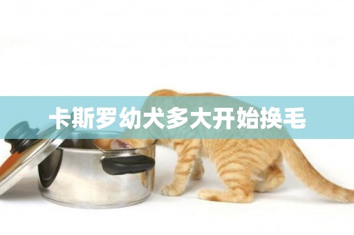 卡斯羅幼犬多大開始換毛