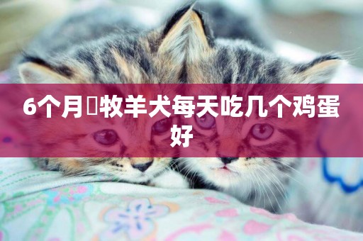 6個月徳牧羊犬每天吃幾個雞蛋好