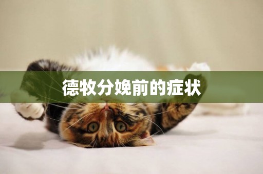德牧分娩前的癥狀