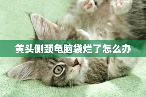 黃頭側頸龜腦袋爛了怎么辦