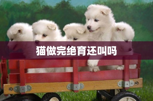 貓做完絕育還叫嗎