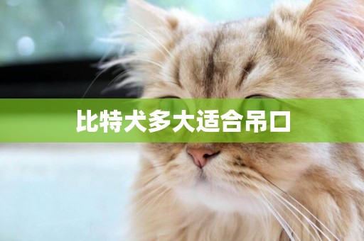 比特犬多大適合吊口