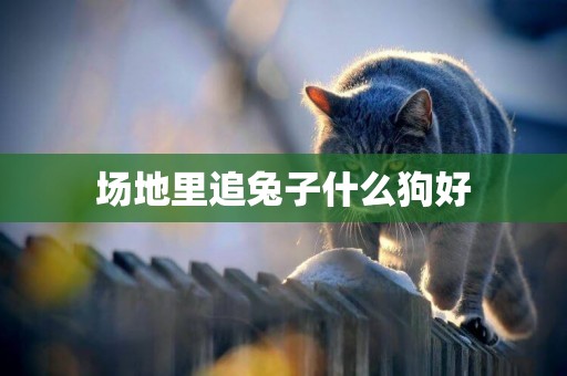 場地里追兔子什么狗好