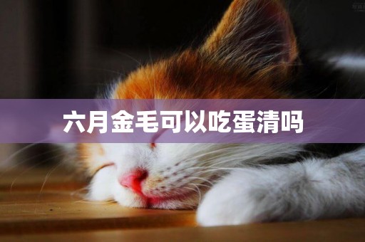 六月金毛可以吃蛋清嗎