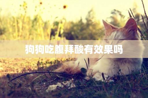 狗狗吃腹拜酸有效果嗎