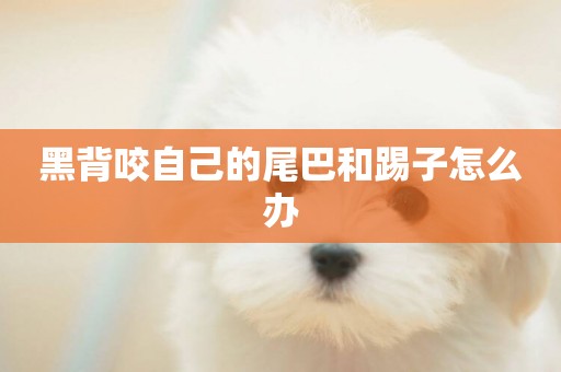 黑背咬自己的尾巴和踢子怎么辦