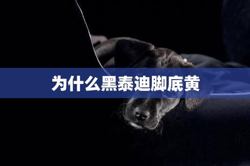 為什么黑泰迪腳底黃
