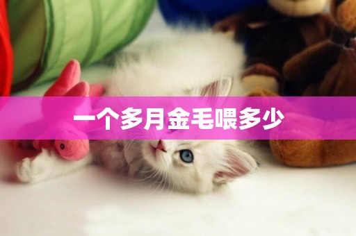 一個多月金毛喂多少
