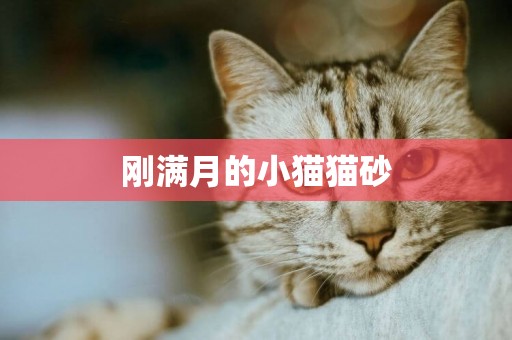 剛滿月的小貓貓砂