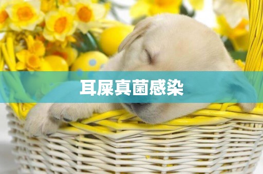 耳屎真菌感染