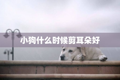 小狗什么時候剪耳朵好
