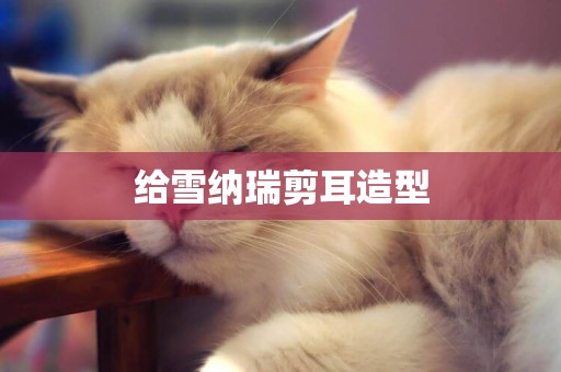 給雪納瑞剪耳造型