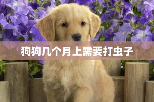 狗狗幾個月上需要打蟲子