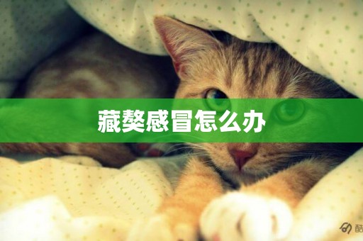 藏獒感冒怎么辦
