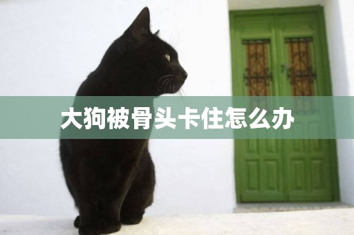 大狗被骨頭卡住怎么辦