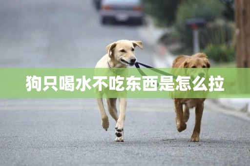 狗只喝水不吃東西是怎么拉