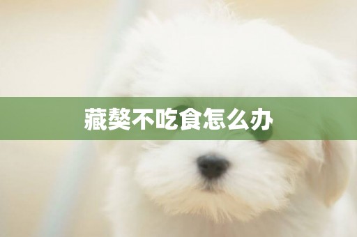 藏獒不吃食怎么辦