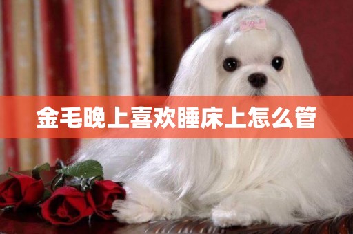 金毛晚上喜歡睡床上怎么管