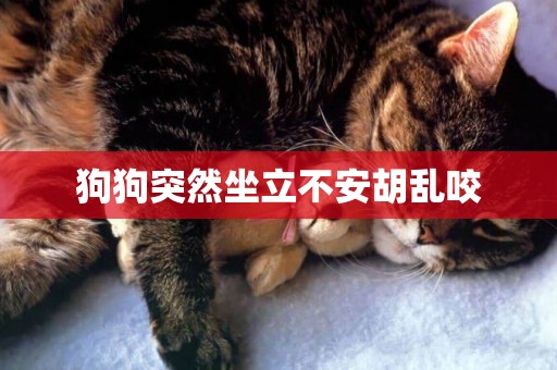 狗狗突然坐立不安胡亂咬