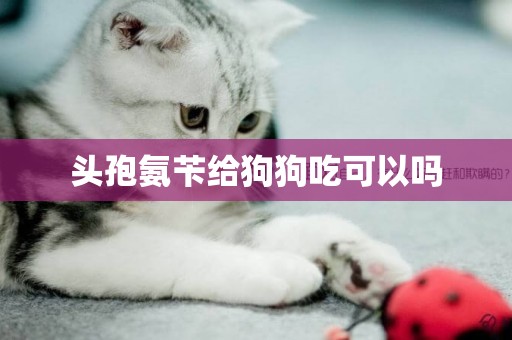 頭孢氨芐給狗狗吃可以嗎