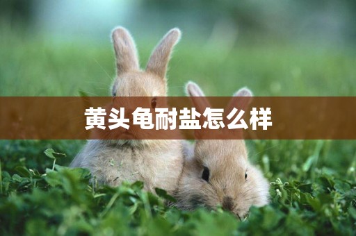 黃頭龜耐鹽怎么樣