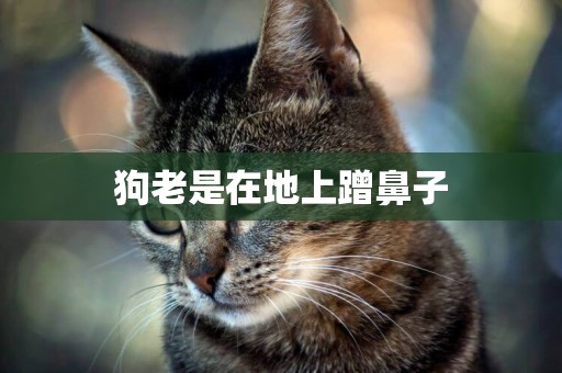 狗老是在地上蹭鼻子