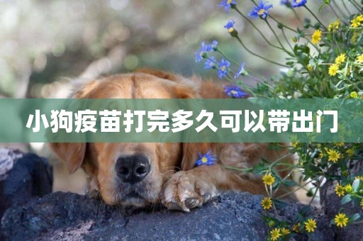 小狗疫苗打完多久可以帶出門