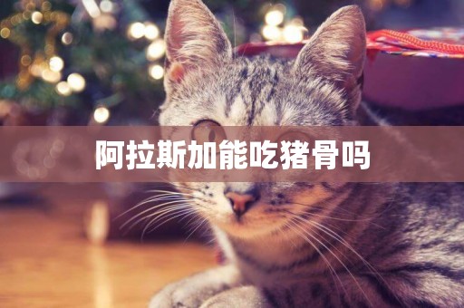 阿拉斯加能吃豬骨嗎