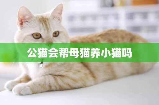 公貓會幫母貓養小貓嗎
