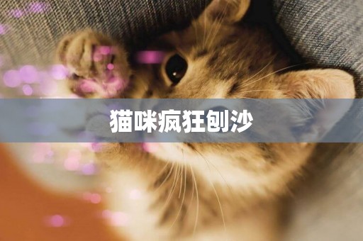 貓咪瘋狂刨沙