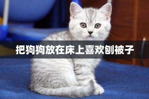 把狗狗放在床上喜歡刨被子
