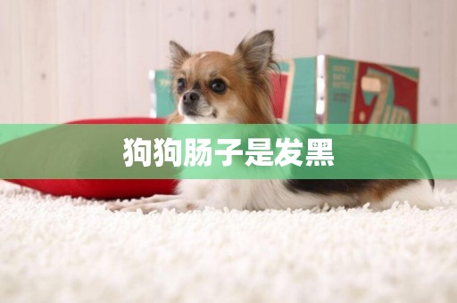 狗狗腸子是發黑